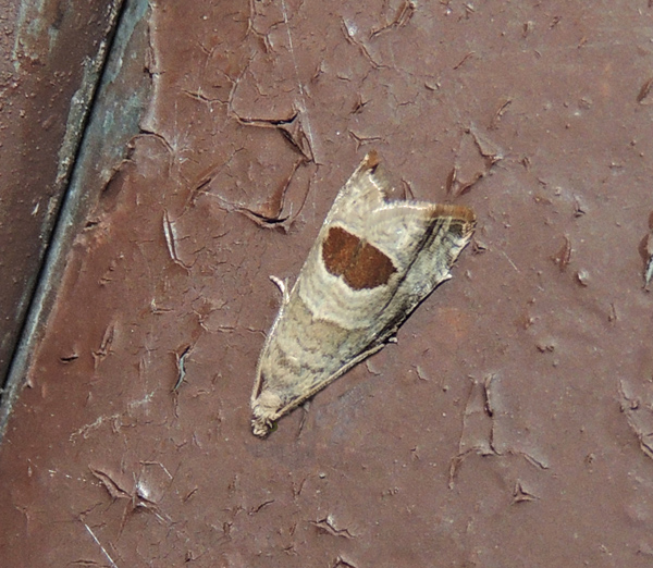 Notocelia uddmanniana Tortricidae